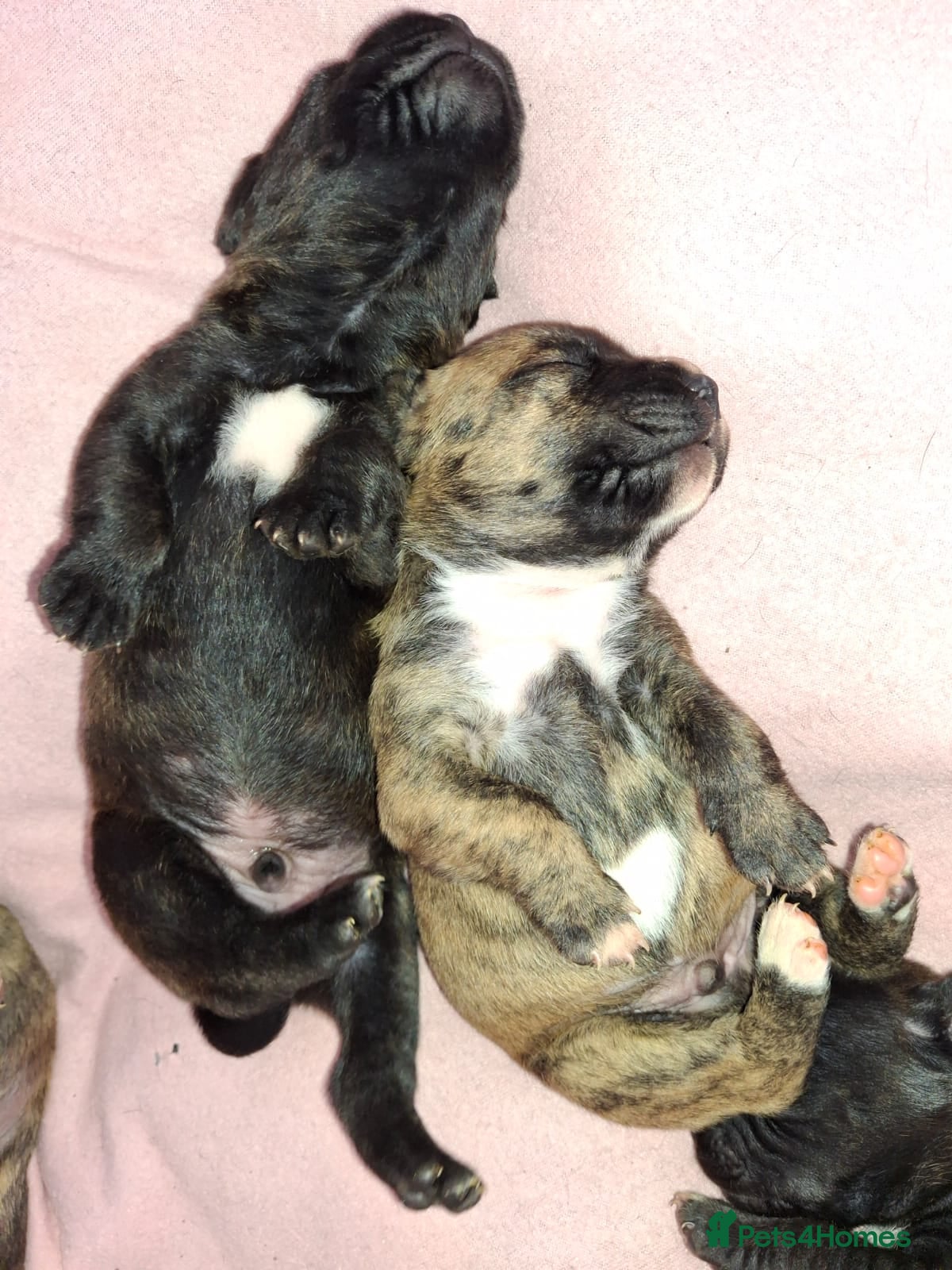 Staffordshire Bull Terrier dogs Beautiful Staffordshire bull terrier pups ❤️🐶 - Advert 1