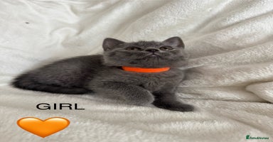 British Shorthair cats - Advert 4