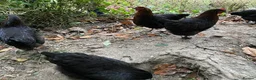 Chickens poultry for sale: Burford Brown Hybrid Pullets in Kenilworth - Advert 3