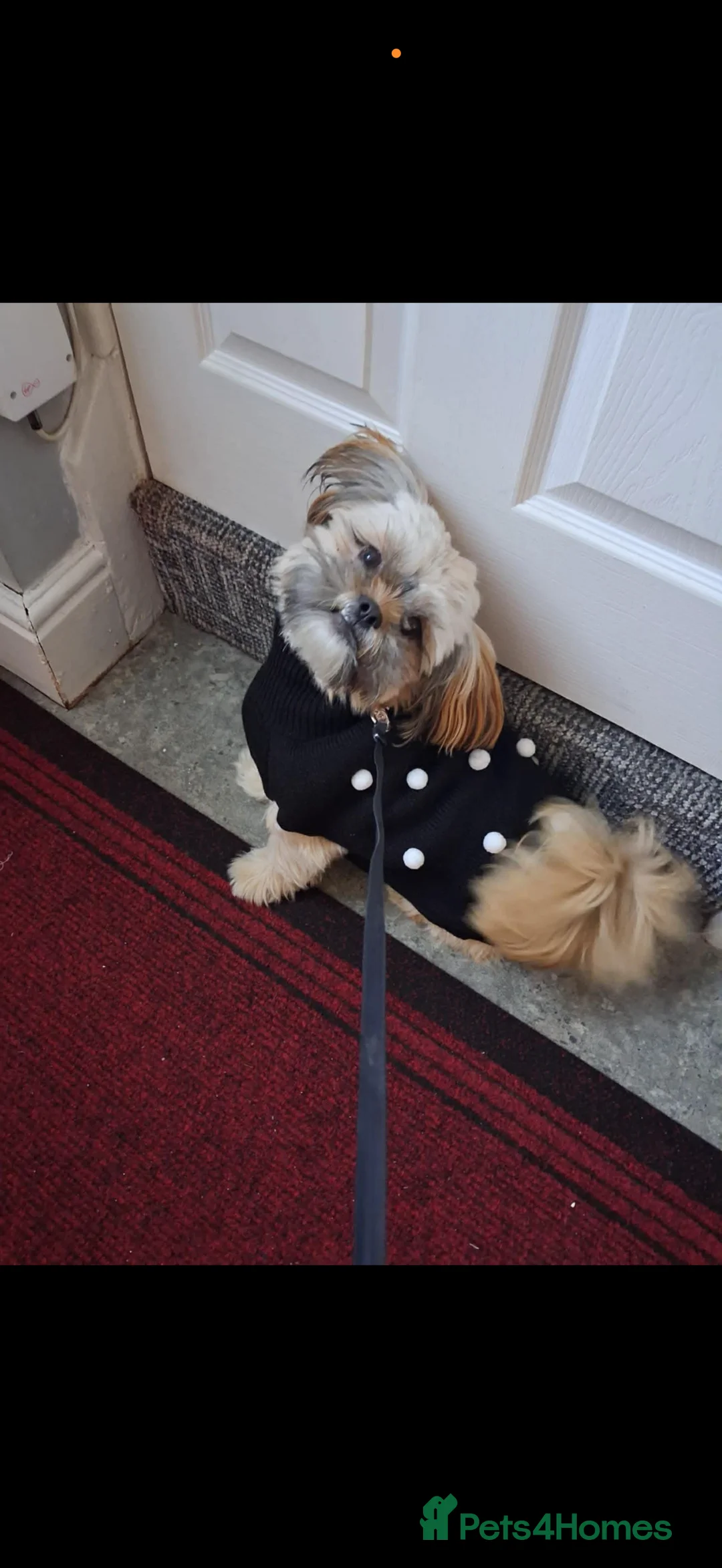 Shih Tzu dogs for sale: Beautiful Shih Tzu’s - STUNNING pure breds - Advert 22