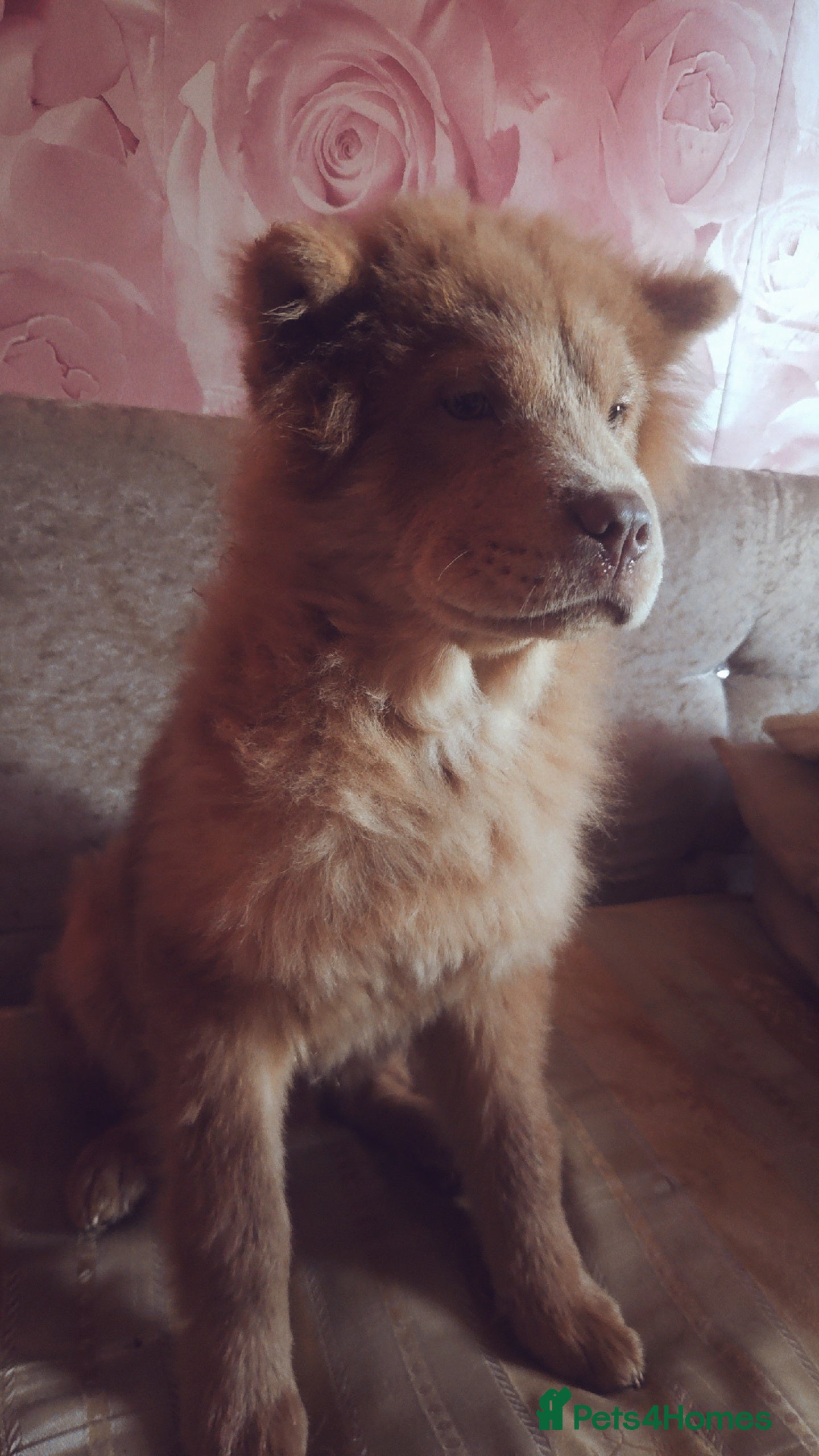 Chow Chow dogs Male chow chow - Advert 10