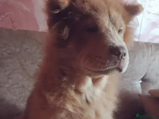 Chow Chow dogs Male chow chow - Advert 19