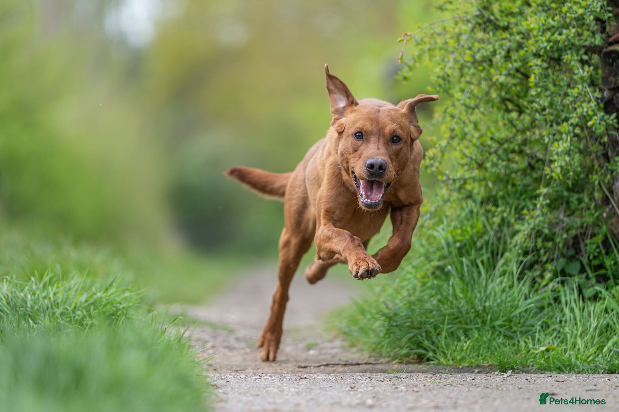 Labrador Retriever dogs Blacksykes Eternity available for Stud - Advert 2