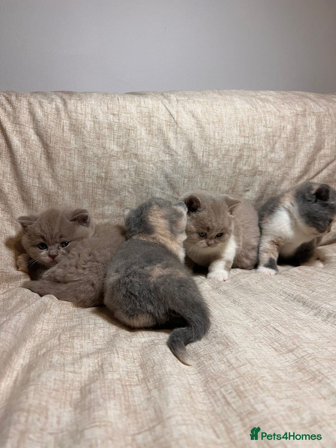 British Shorthair cats for sale: Multicolour GCCF Registered BSH kittens - Advert 2