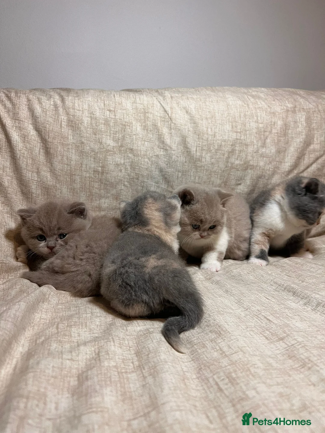 British Shorthair cats for sale: Multicolour GCCF Registered BSH kittens - Advert 2