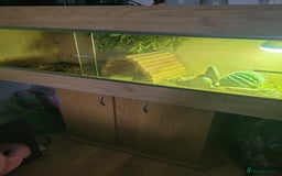 Tortoise reptiles for sale: Male tortoise - Image 3