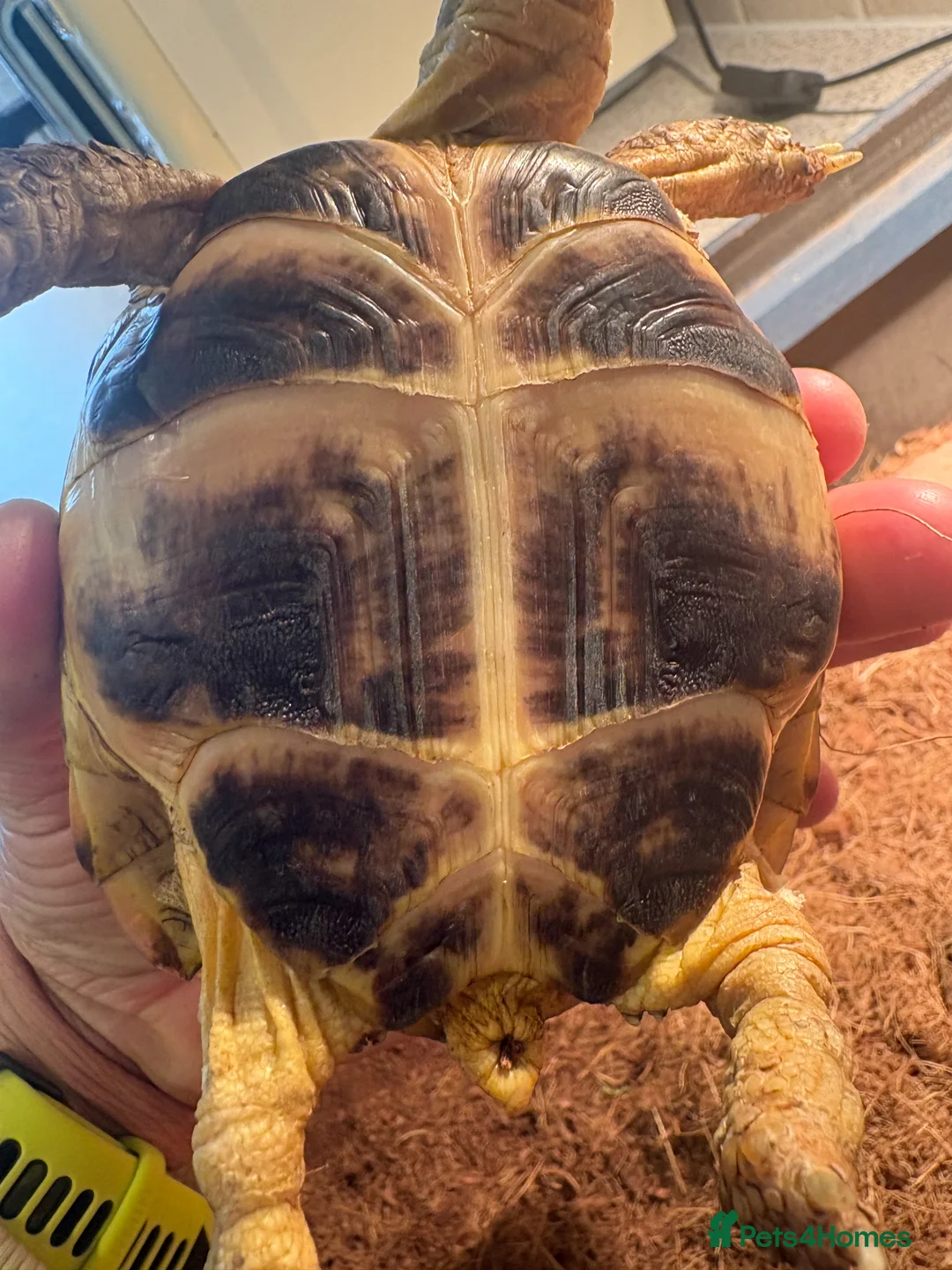 Tortoise reptiles for sale: Horsefield Tortoise (6 Years Old) - Female in London - Advert 6