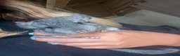 Chinchilla rodents for sale: Beautiful Baby Chinchilla - Advert 1