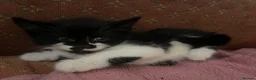 Mixed Breed cats for sale: Kittens ready  in Swansea - Advert 26