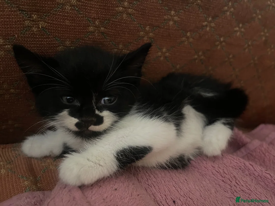 Mixed Breed cats for sale: Kittens ready  in Swansea - Advert 26