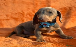 Miniature Dachshund dogs for sale: KC Reg Miniature Dachshund Puppies  - Image 21