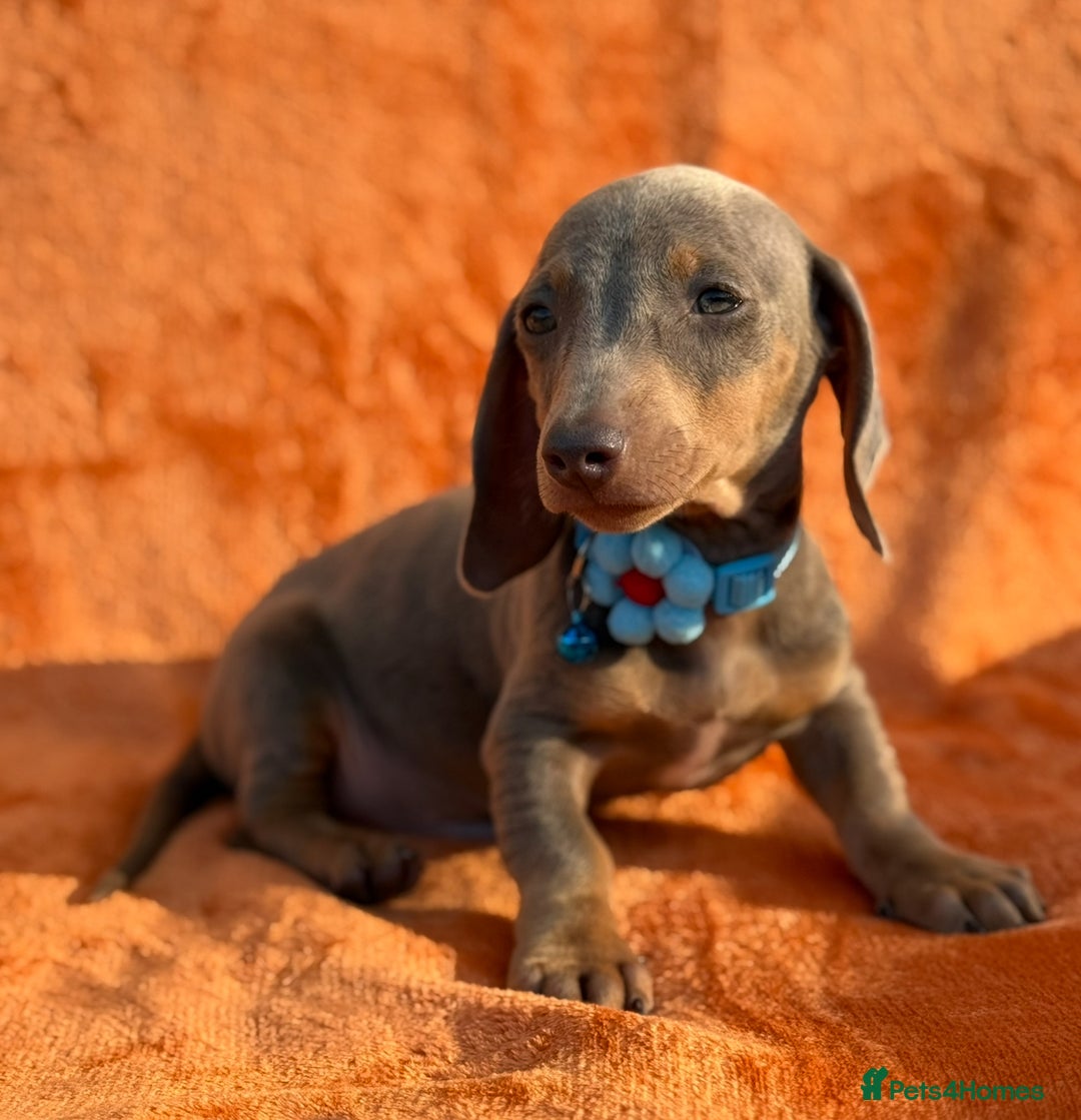 Miniature Dachshund dogs for sale: KC Reg Miniature Dachshund Puppies  - Image 21