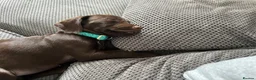 Cocker Spaniel dogs for sale: Cocker spaniel puppy in Tonbridge - Advert 4
