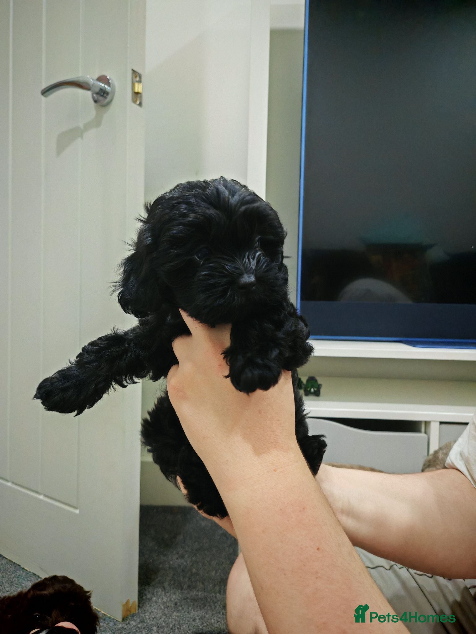 Shihpoo dogs shihpoo pups are ready 4 thr furever homes - Advert 6