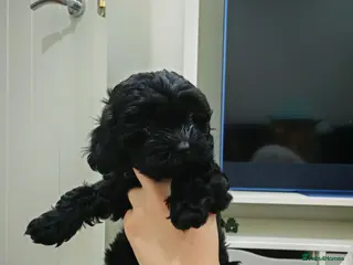 Shihpoo dogs shihpoo pups are ready 4 thr furever homes - Advert 6