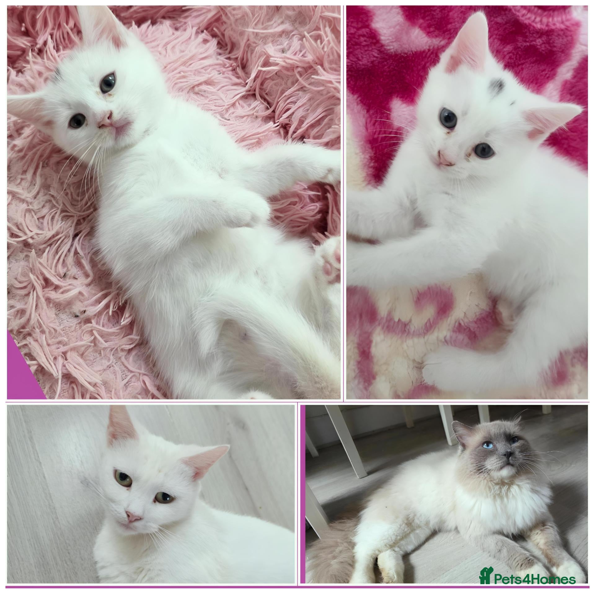 Mixed Breed cats 🩵Ragdoll x domestic shorthair cat 🩵💚💜 - Advert 1