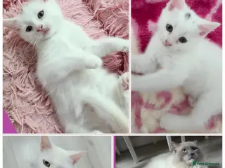 Mixed Breed cats 🩵Ragdoll x domestic shorthair cat 🩵💚💜 - Advert 2