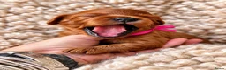 Cavapoo dogs for sale: 5 STAR LICENSED BREEDER BEAUTIFUL RED F1 CAVAPOOS - Advert 32