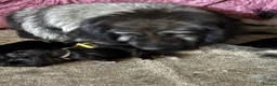 Caucasian Shepherd Dog dogs for sale: Caucasian shepherd pups. Final litter - Advert 2