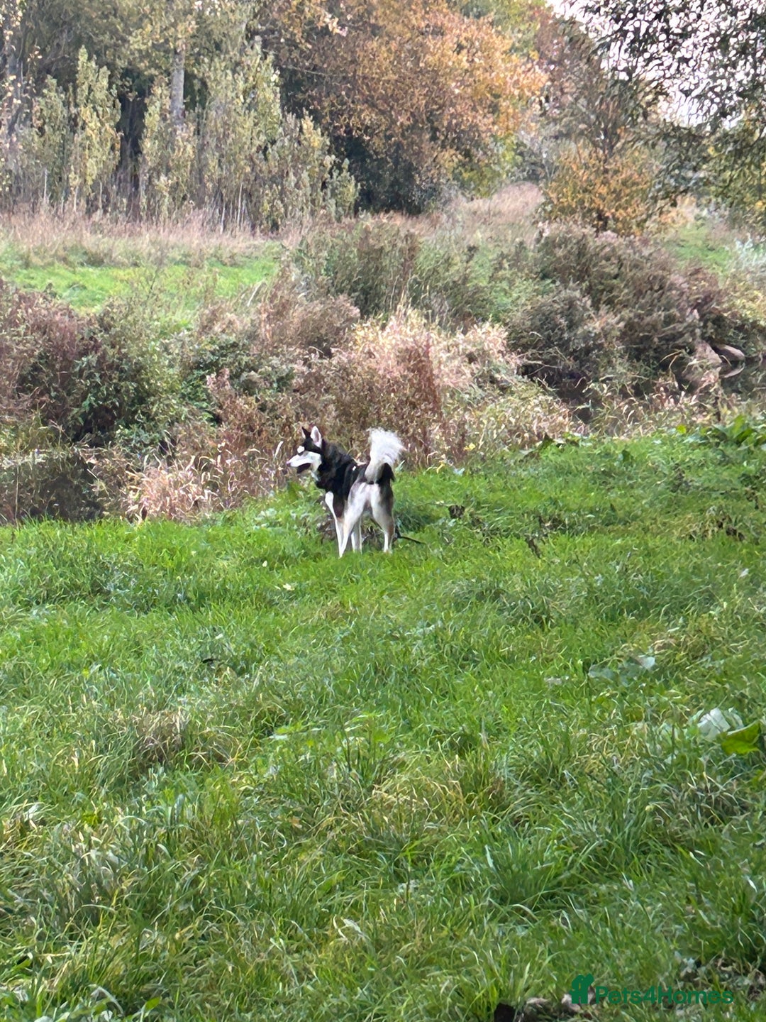 Utonagan dogs for sale: Gorgeous Husky/Malmute looking for new family - Advert 9