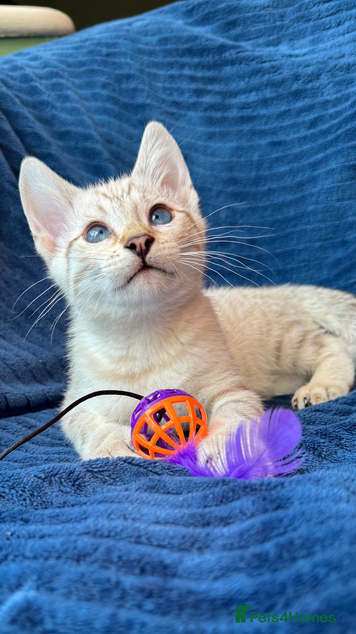 Bengal cats Stunning Blue Eyes Snow Bengal Kittens - Advert 1