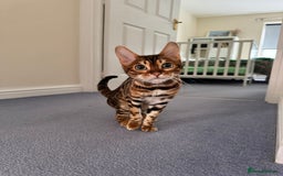 Bengal cats for sale: Bengal cat for sale  - Image 1