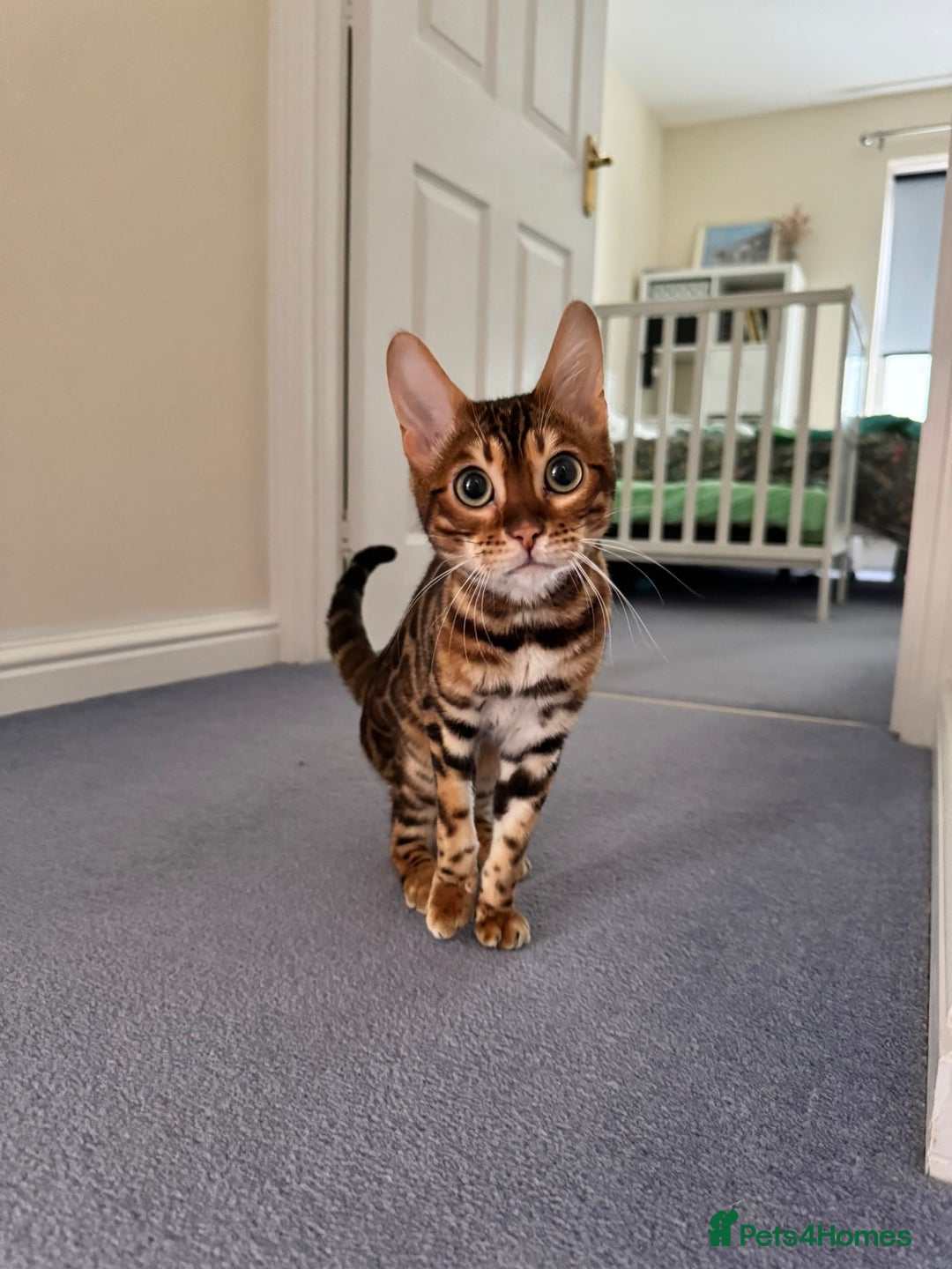 Bengal cats for sale: Bengal cat for sale  - Image 1