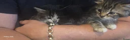 Mixed Breed cats for sale: 5 kittens looking for forever homes  - Advert 7