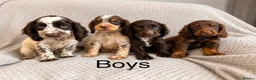 Cocker Spaniel dogs for sale: Cocker Spaniel Puppies Ready Now - Advert 3