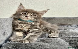Maine Coon cats for sale: Champion line Maine Coon kittens available  - Image 3