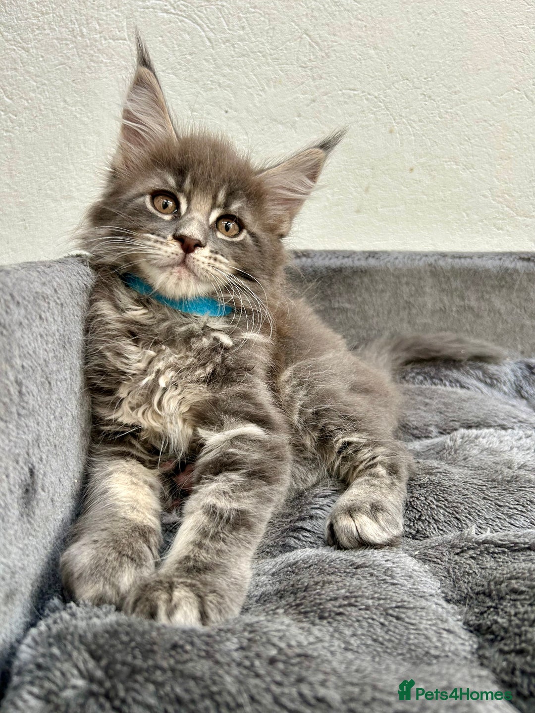 Maine Coon cats for sale: Champion line Maine Coon kittens available  - Image 3