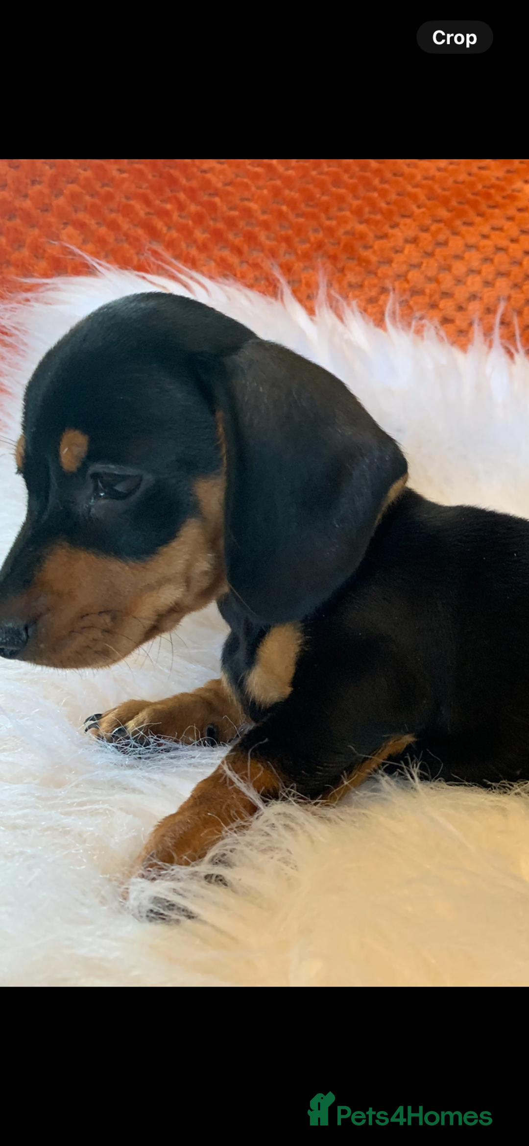 Miniature Dachshund dogs for sale: Minature daschund black and tan female available - Image 6