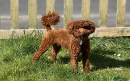 Miniature Poodle dogs for sale: Miniature/toy poodle 1 year old boy (Otis)  - Image 12