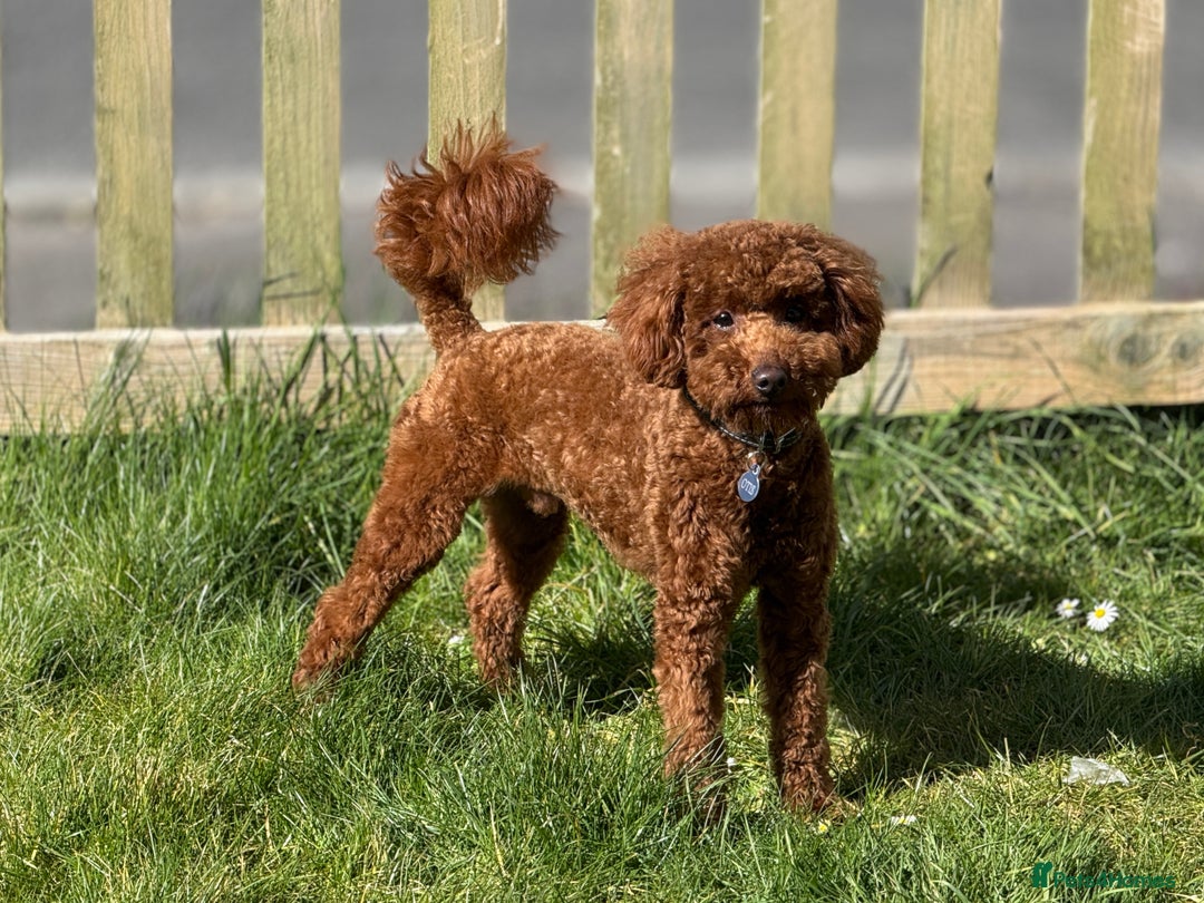 Miniature Poodle dogs for sale: Miniature/toy poodle 1 year old boy (Otis)  - Image 12