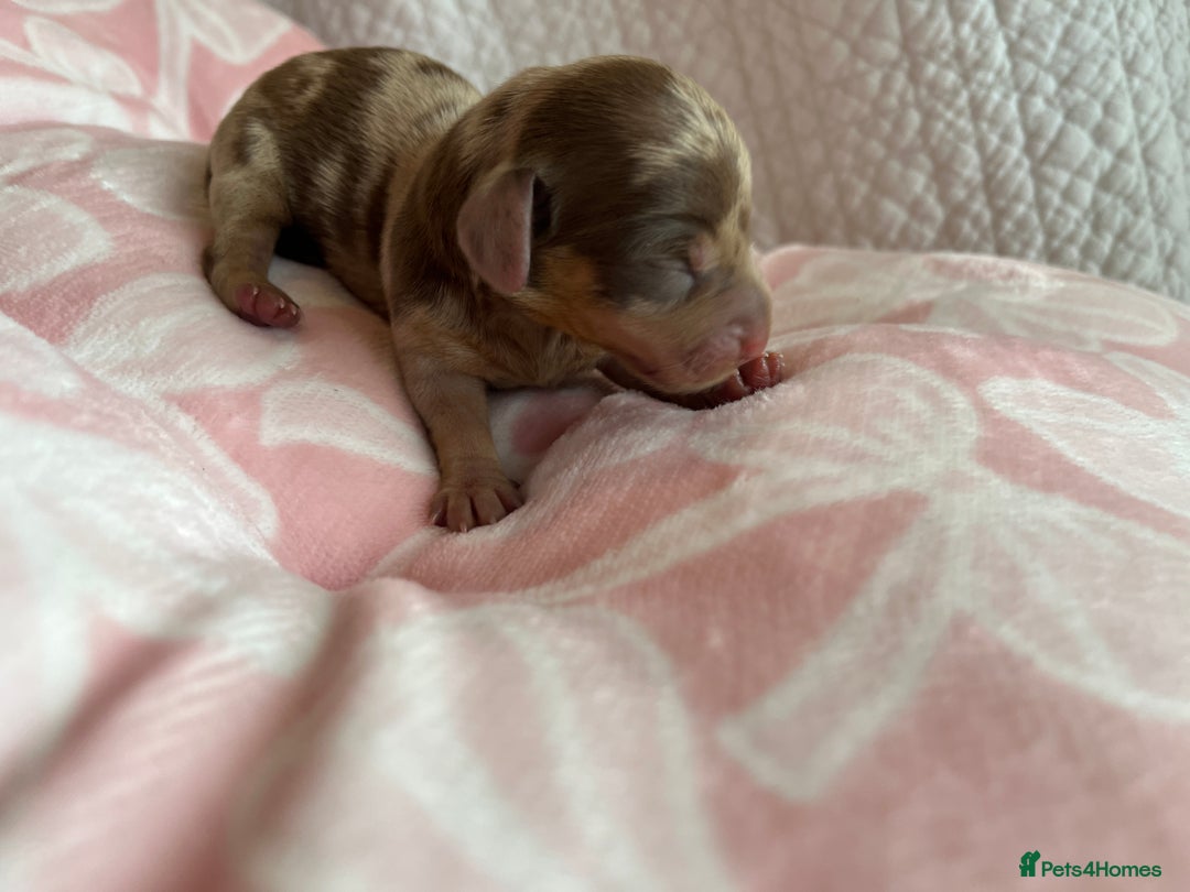 Miniature Dachshund dogs for sale: Miniture dashaund puppies long haired and dapple - Image 11