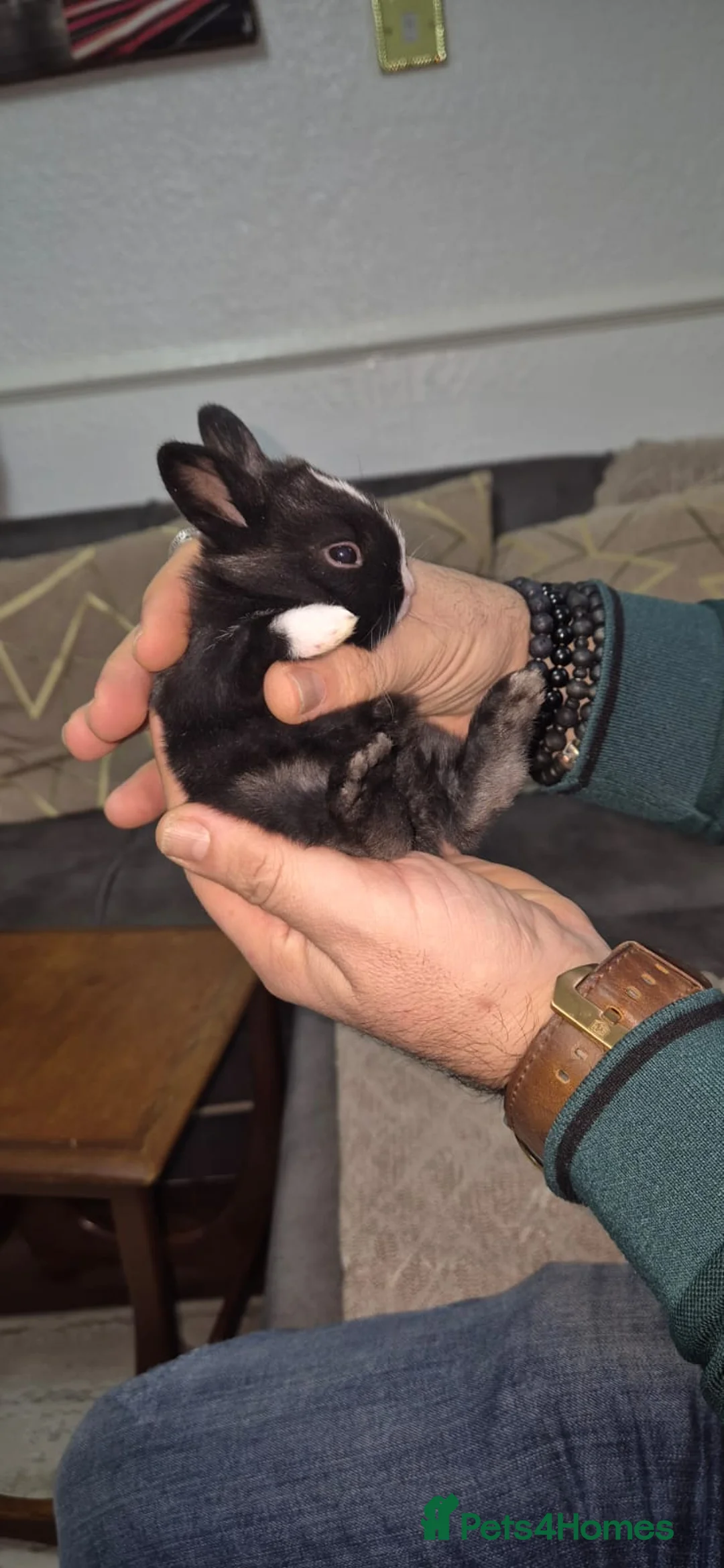 Tri Coloured Dutch rabbits for sale: They are 22 days old and mix Dutch and Rex  - Advert 2