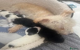 Mixed Breed dogs for sale: Adorable jackacavapoo puppies only 2 left  - Image 6