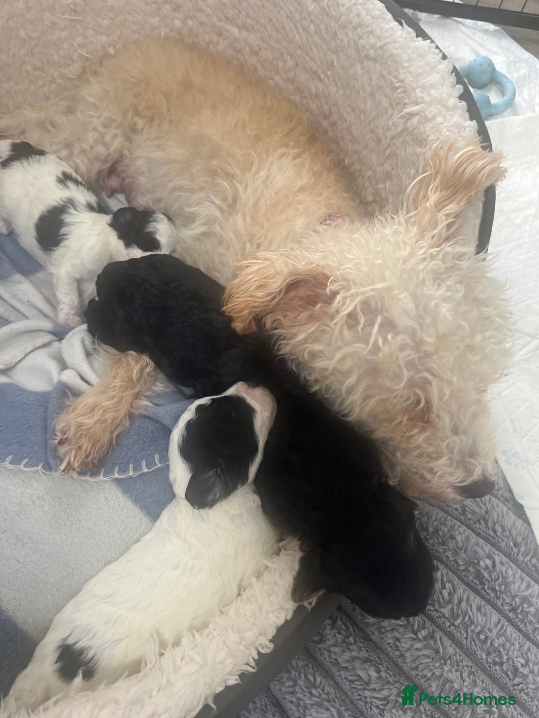 Mixed Breed dogs for sale: Adorable jackacavapoo puppies only 2 left  - Image 6