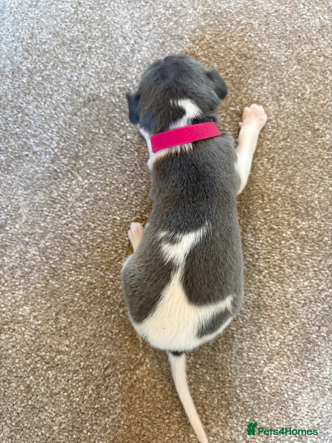 Whippet dogs for sale: 💕⭐️KC WHIPPET PUPS⭐️ 💕 - Advert 36