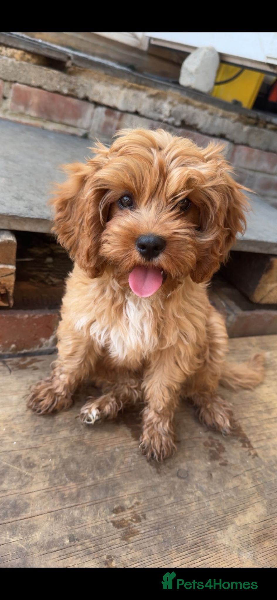 Cavapoo dogs Cavapoo  - Advert 2