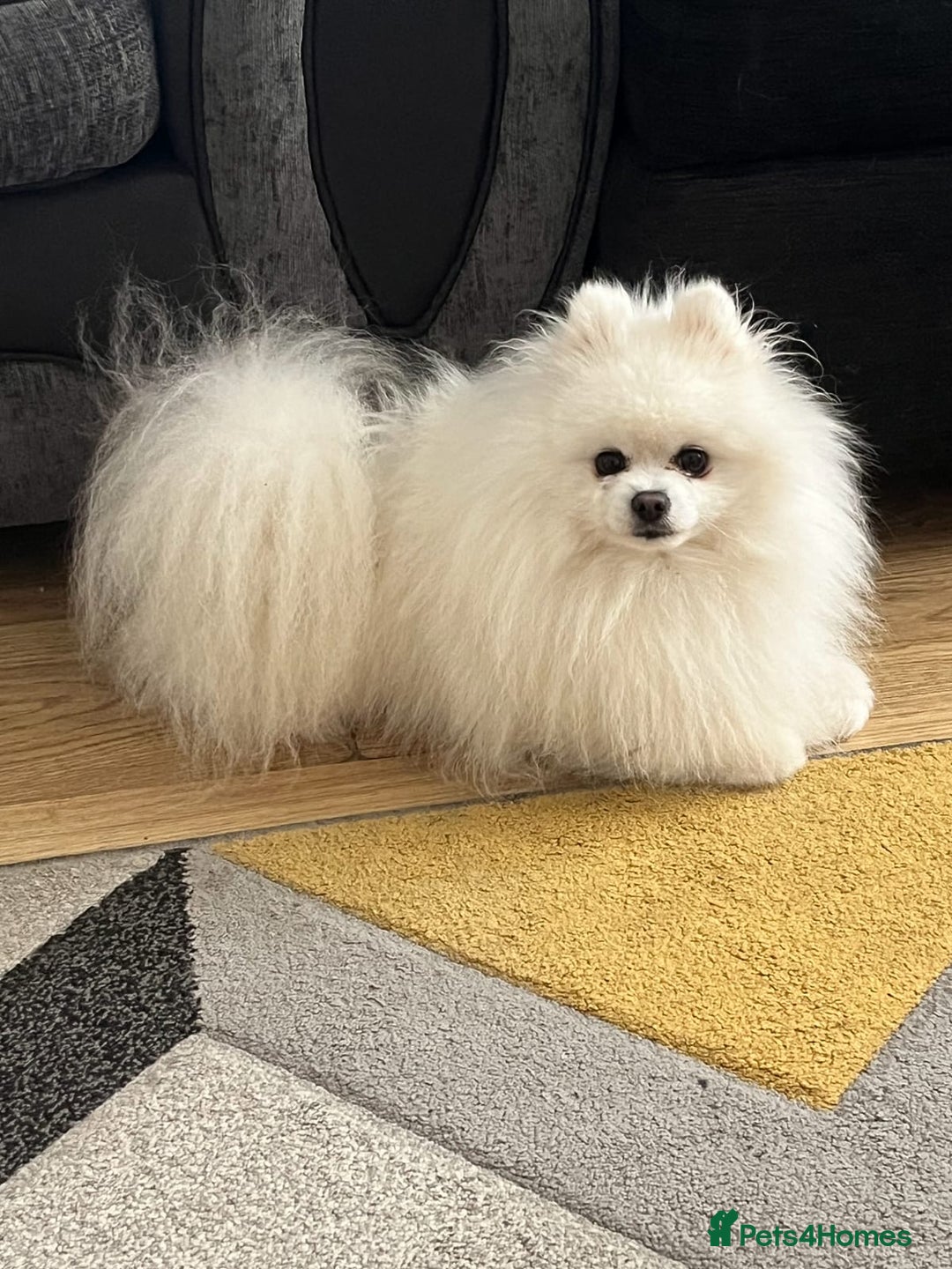 Pomeranian dogs for stud: STUNNING WHITE RUSSIAN POM  in Birmingham - Image 2
