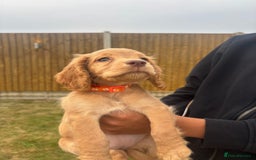 Cocker Spaniel dogs for sale: Cocker Spaniel Puppies - Image 11
