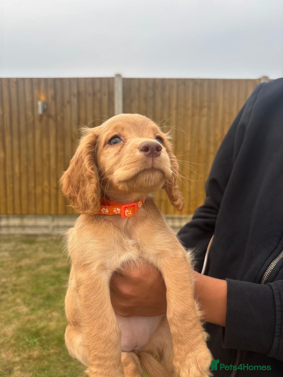 Cocker Spaniel dogs for sale: Cocker Spaniel Puppies - Image 11