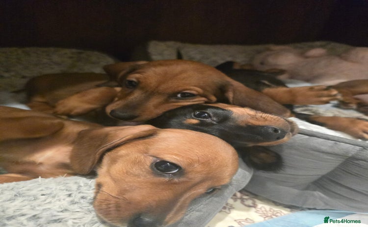Miniature Dachshund dogs Miniature Dachshunds Seeking Forever Homes 3 LEFT - Advert 4