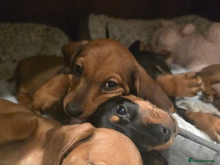 Miniature Dachshund dogs Miniature Dachshunds Seeking Forever Homes 3 LEFT - Advert 3