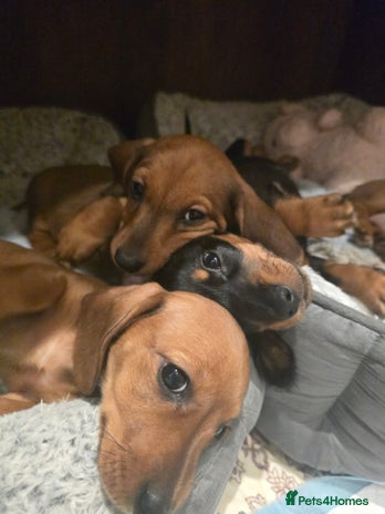 Miniature Dachshund dogs Miniature Dachshunds Seeking Forever Homes 3 LEFT - Advert 4