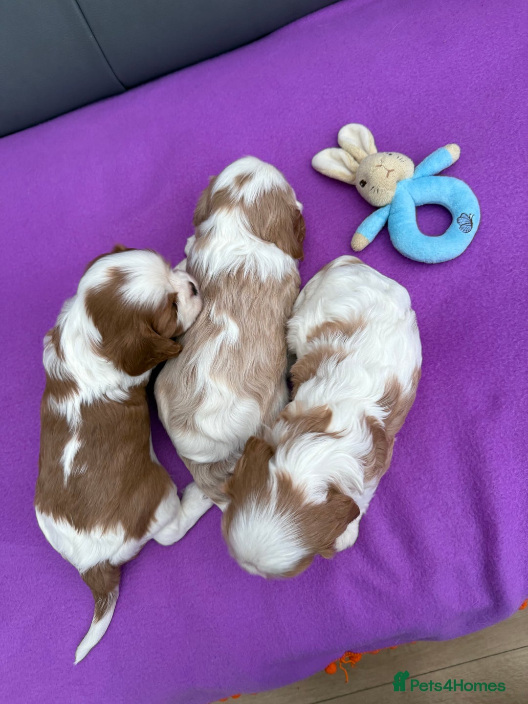 Cavalier King Charles Spaniel dogs for sale: Adorable Cavalier King Charles Spaniel  - Advert 27