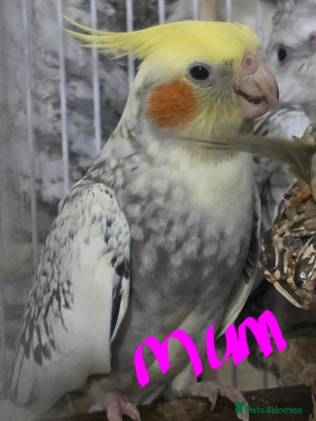 Cockatiels birds for sale: Baby cockatiels mixed  - Advert 24