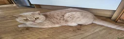 British Shorthair cats for sale: Male bsh  in Scunthorpe - Advert 1