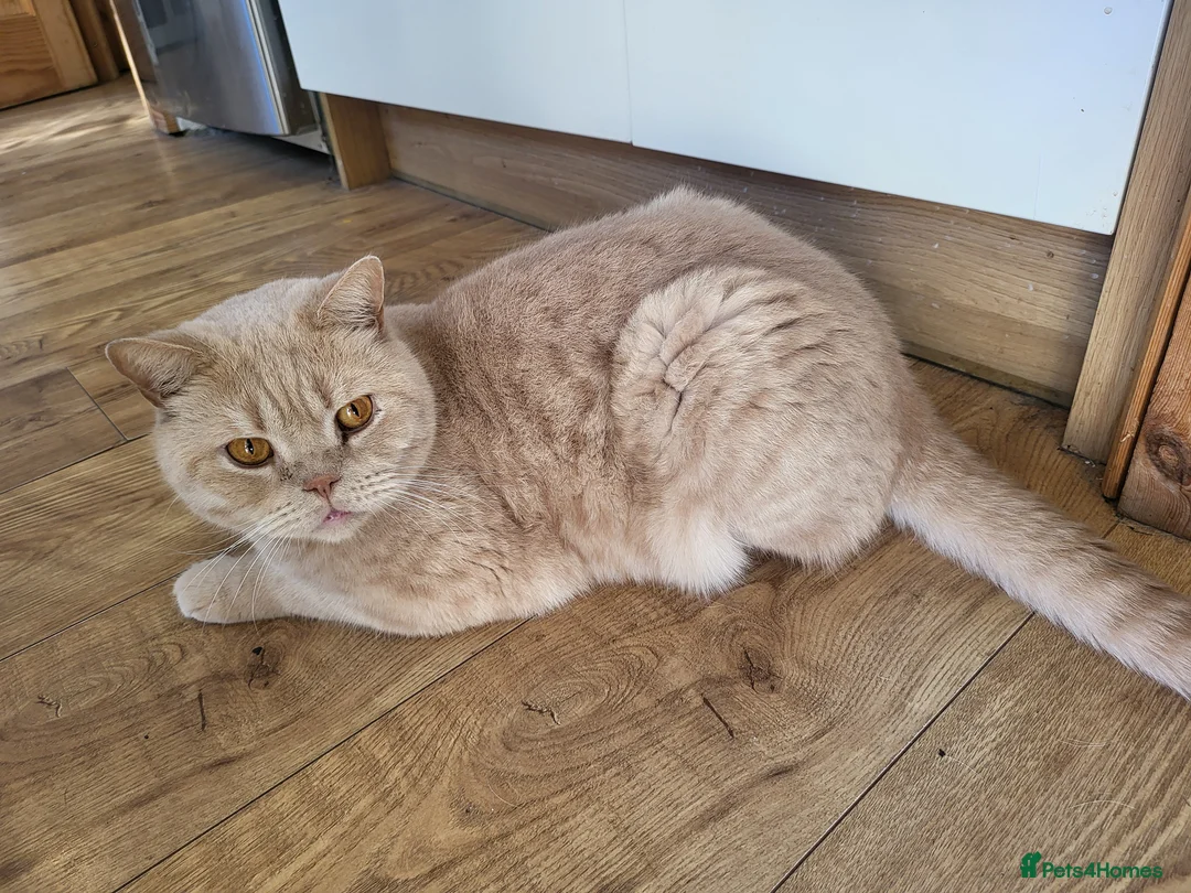 British Shorthair cats for sale: Male bsh  in Scunthorpe - Advert 1